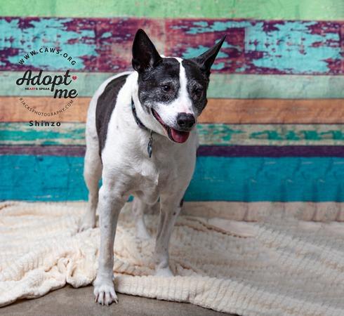 Enlarge Shinzo, a Adoptable mixed breed in Salt Lake City, UT image 5/6