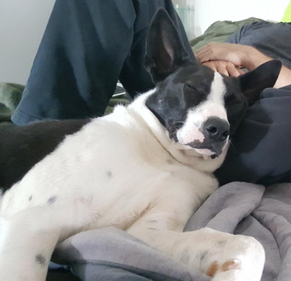 Shinzo — thumbnail 6