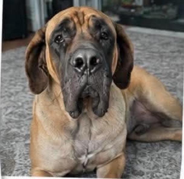 Enlarge Madeline, a Adoptable Mastiff in Alden, NY image 1/4
