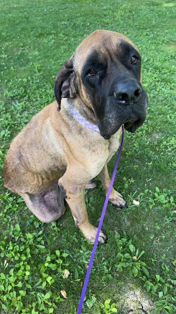 Enlarge Madeline, a Adoptable Mastiff in Alden, NY image 2/4