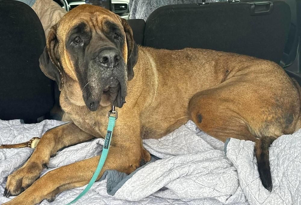 Enlarge Madeline, a Adoptable Mastiff in Alden, NY image 3/4
