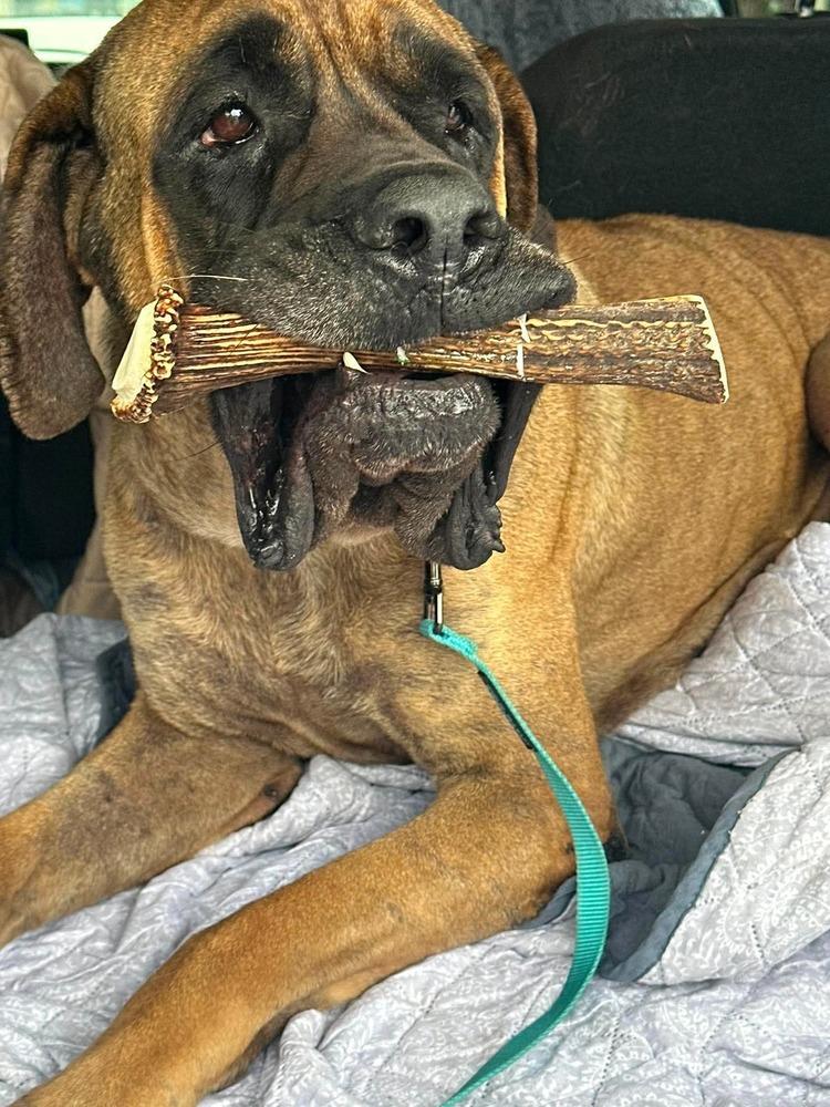 Enlarge Madeline, a Adoptable Mastiff in Alden, NY image 4/4
