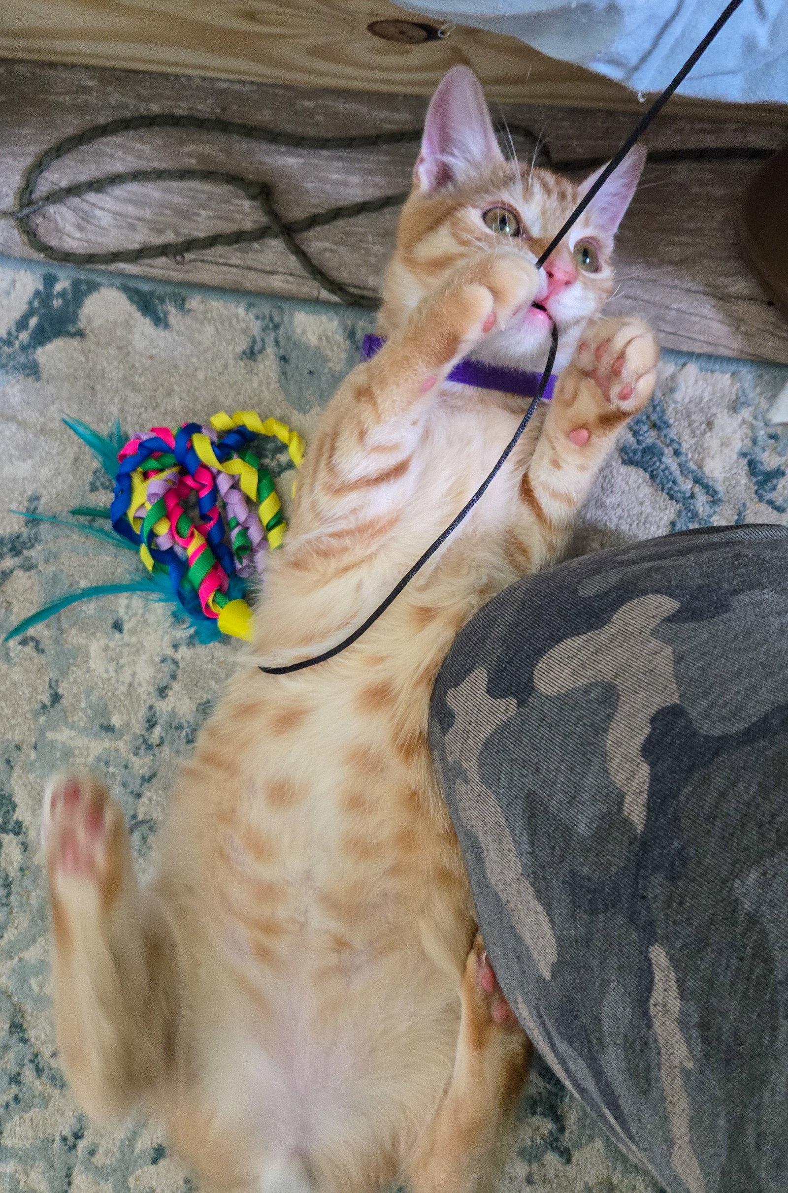 Lannister, Adoptable, Kitten Male Domestic Short Hair & Tabby.