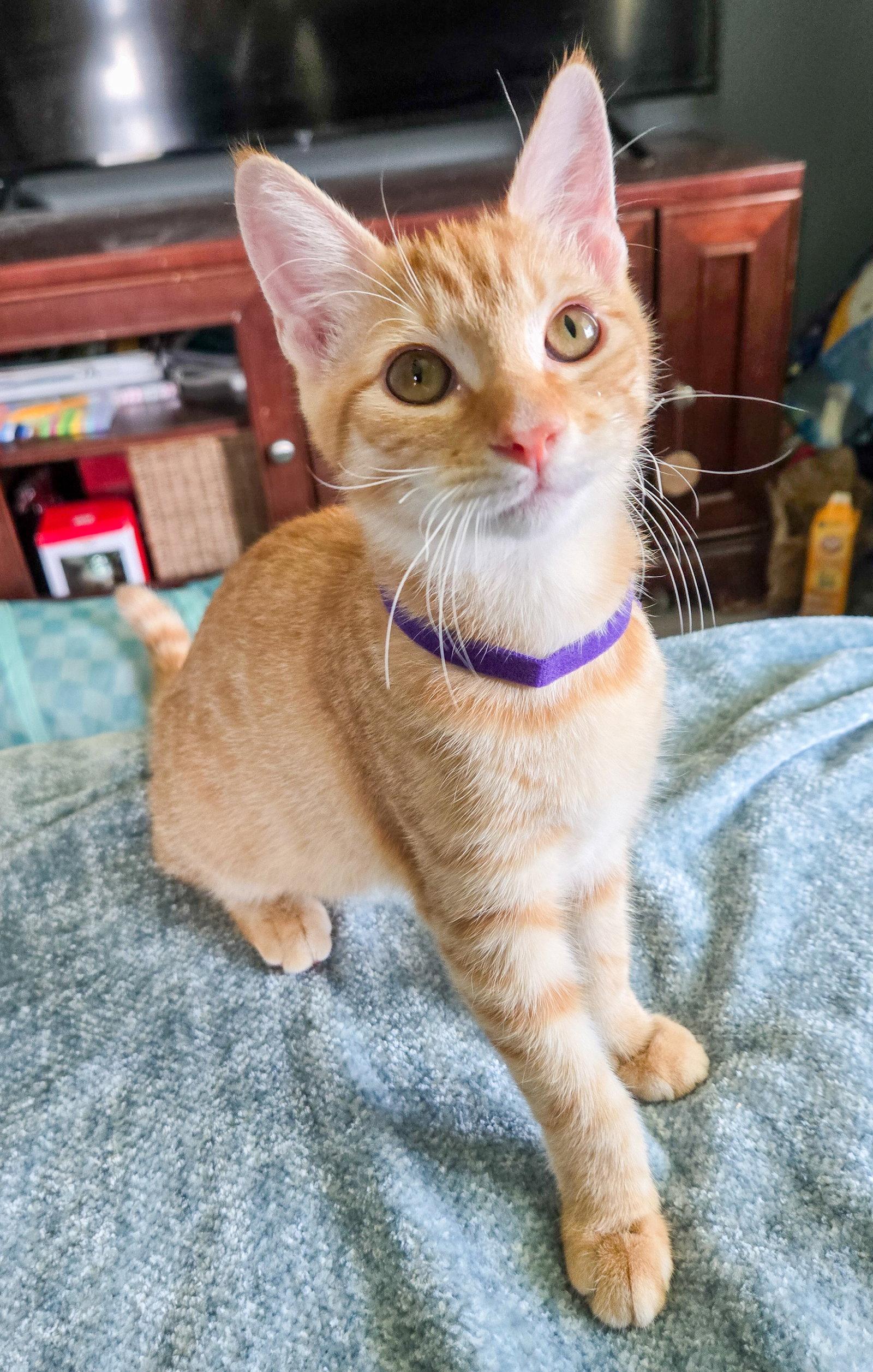 Lannister, a Adoptable mixed breed in Lighthouse Point, FL image 2/3