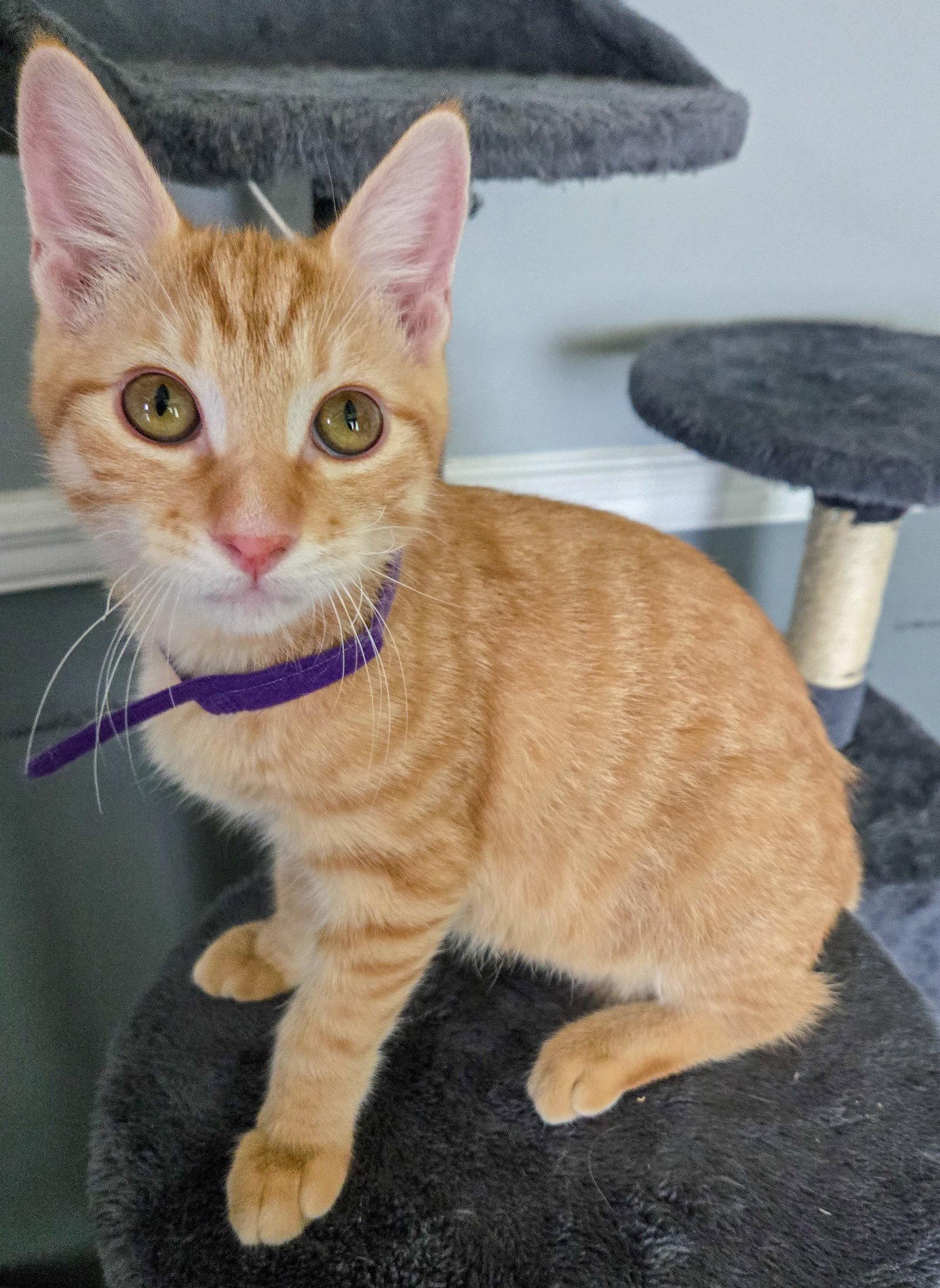 Lannister, a Adoptable mixed breed in Lighthouse Point, FL image 3/3