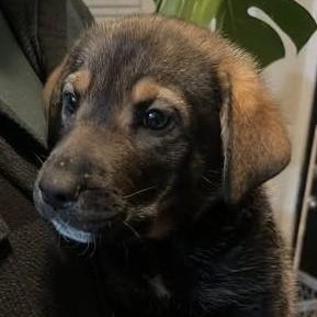 Micheal, ADOPTABLE, Puppy Male Mixed Breed.