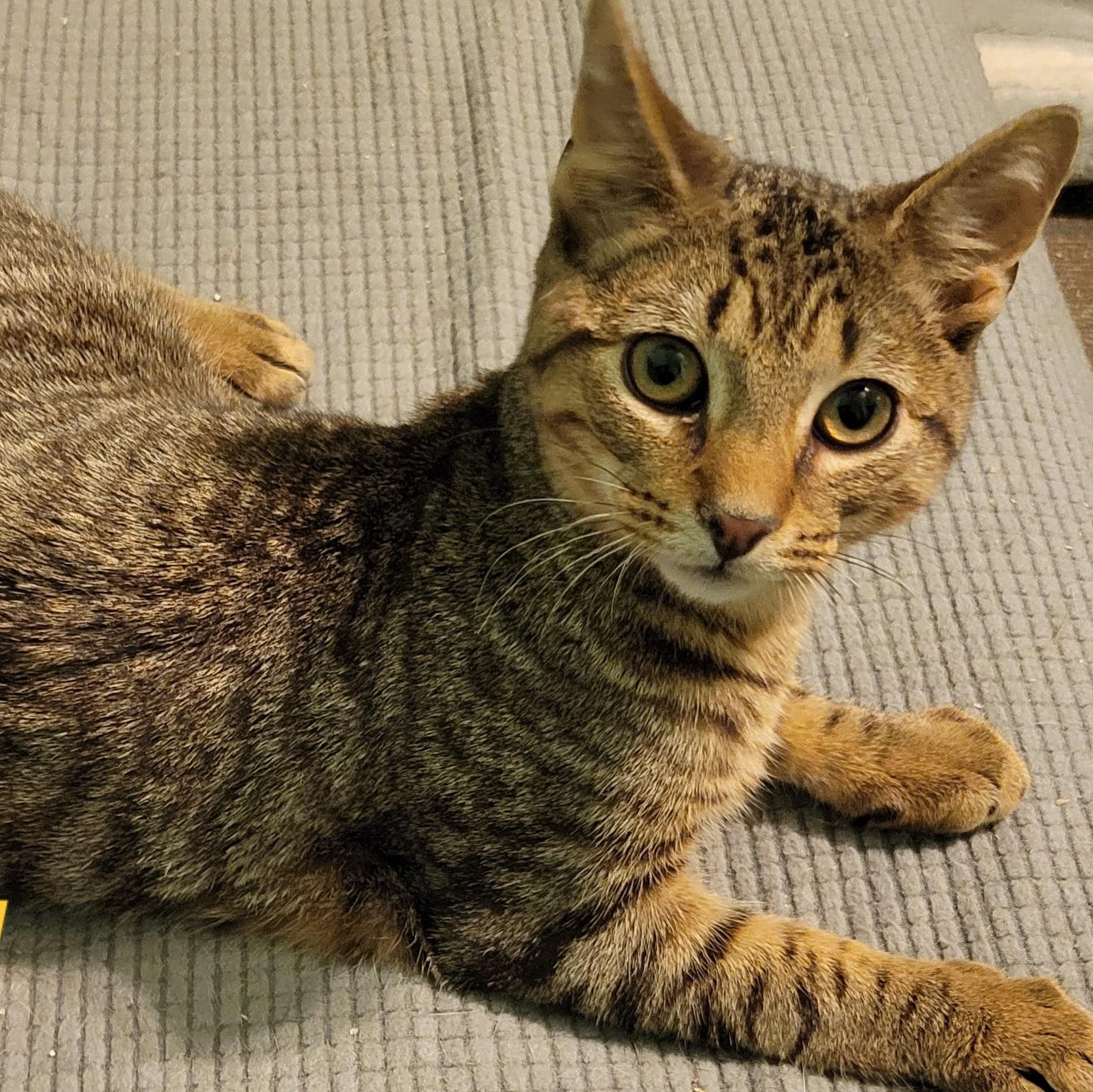 Enlarge Bongo, a Adoptable Domestic Short Hair in Green Brook, NJ image 1/1