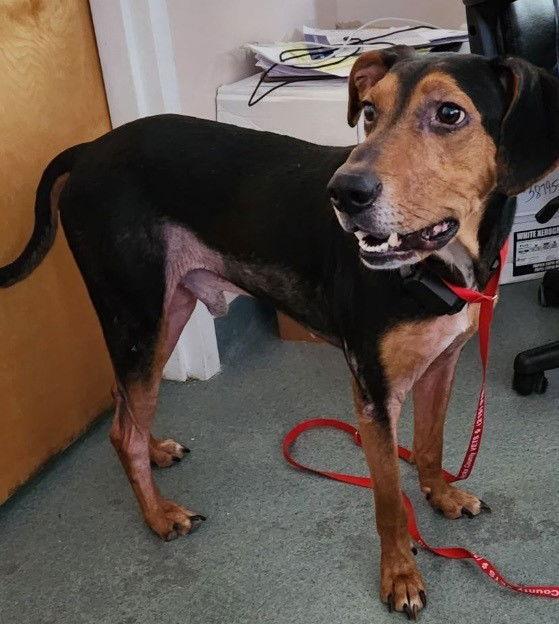 Enlarge Jethro, a Adoptable Hound in Doylestown, PA image 1/6