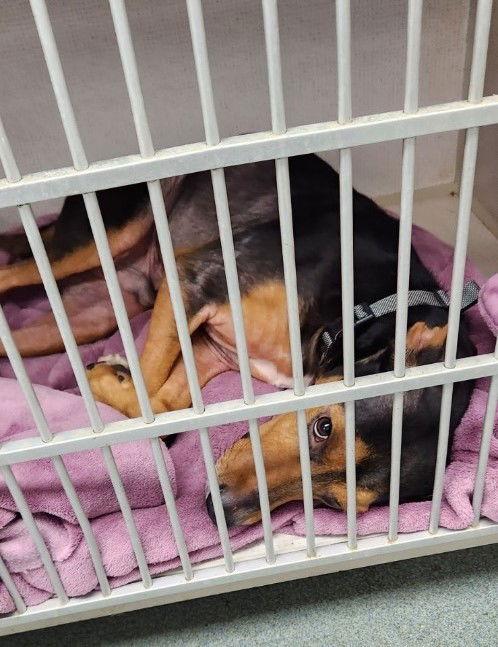 Jethro, Adoptable, Adult Male Hound.