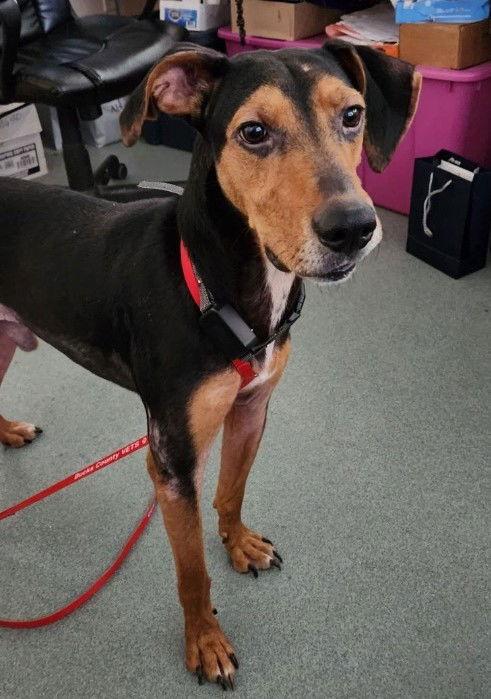 Enlarge Jethro, a Adoptable Hound in Doylestown, PA image 2/6