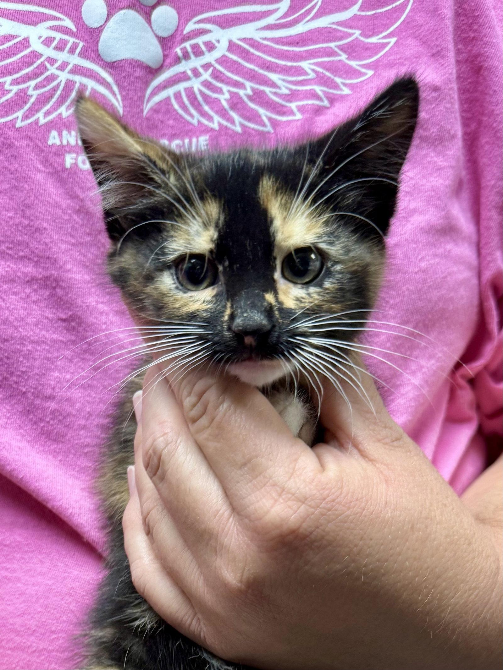 CAT - Uki, Adoptable, Kitten Female Domestic Short Hair & Tortoiseshell.