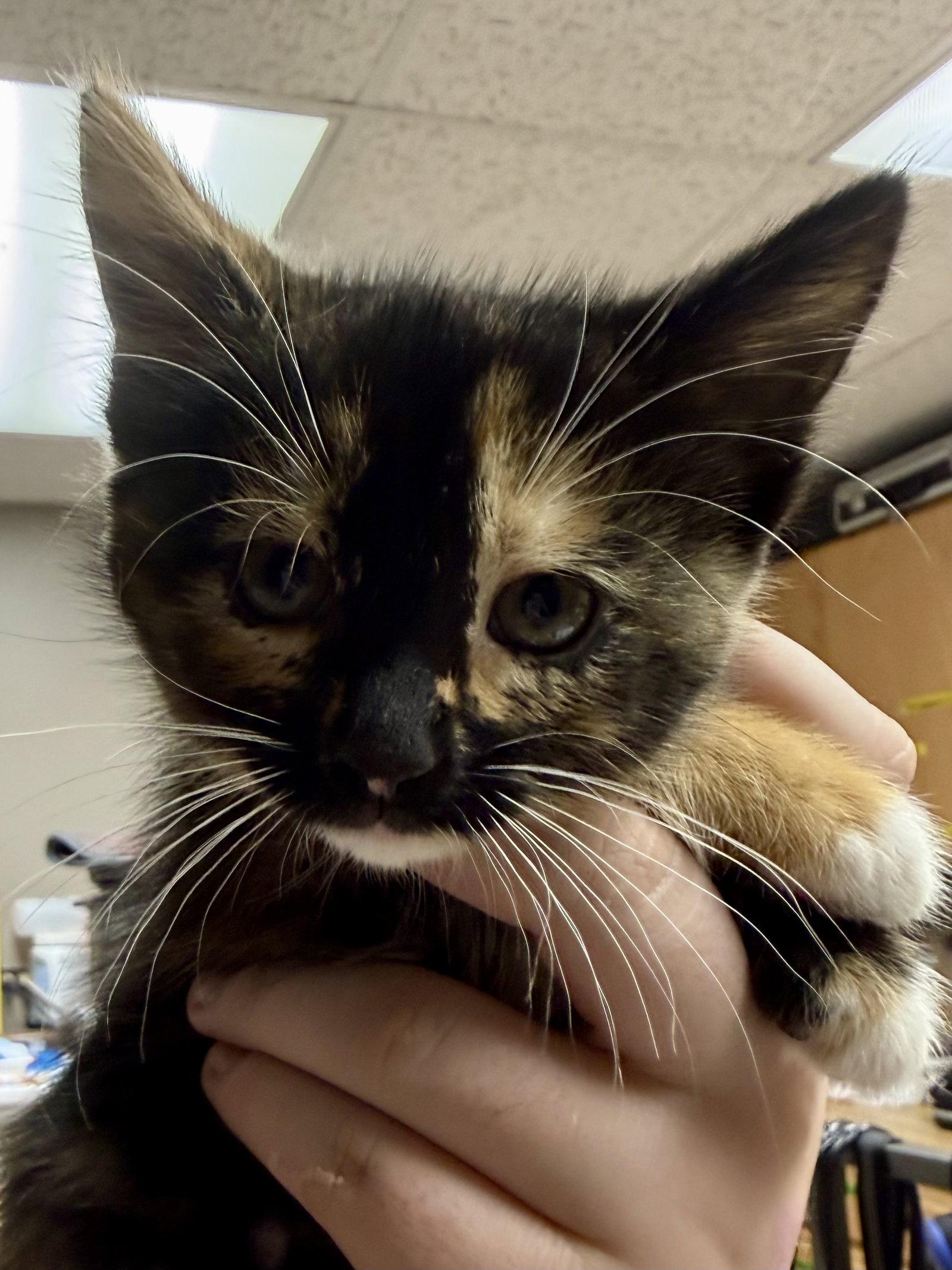 Enlarge CAT - Uki, a Adoptable mixed breed in GILBERTS, IL image 2/2