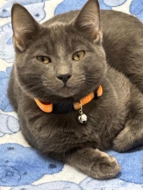 Enlarge Grumpy, a ADOPTABLE Domestic Short Hair in Pekin, IL image 1/1