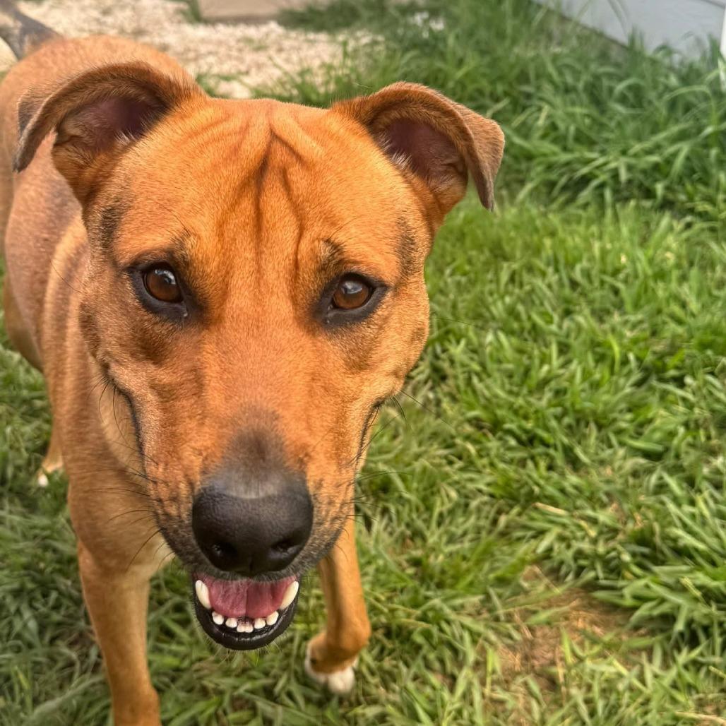Flash, Adoptable, Adult Male German Shepherd Dog & Treeing Walker Coonhound.