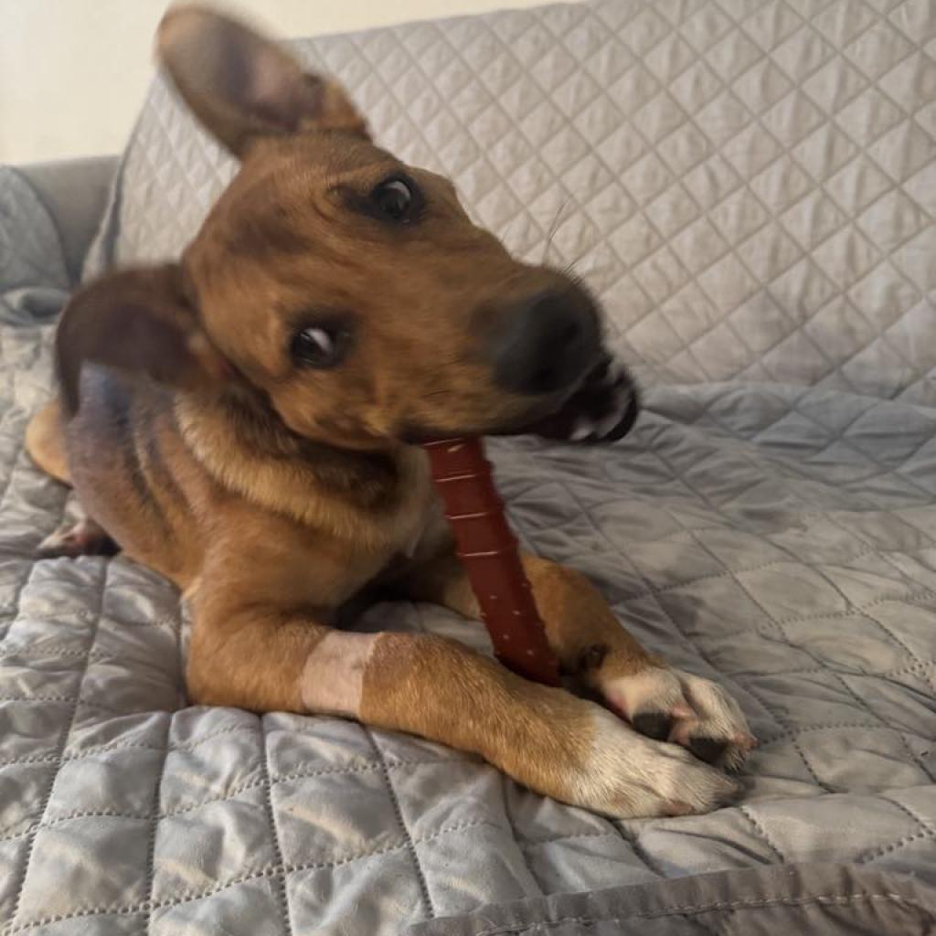 Enlarge Flash, a Adoptable mixed breed in Houston, TX image 2/6