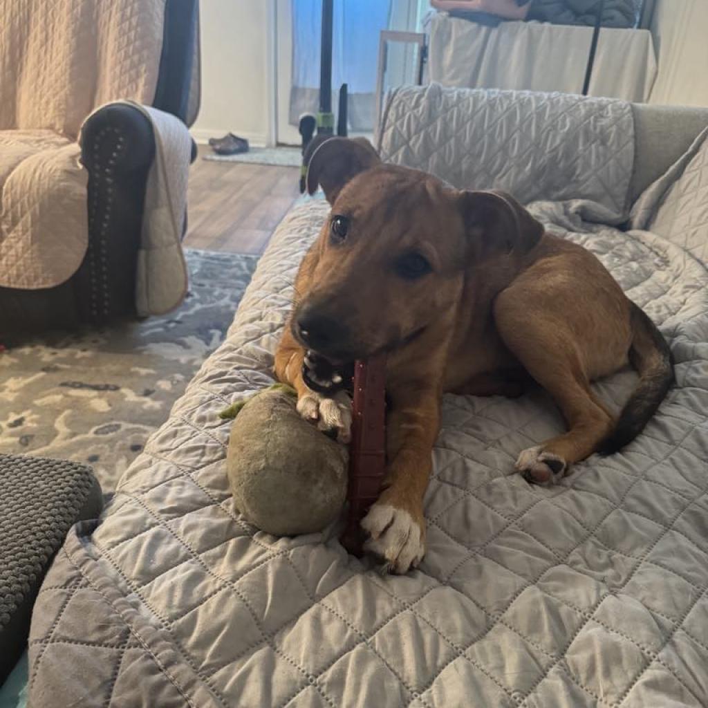 Enlarge Flash, a Adoptable mixed breed in Houston, TX image 3/6