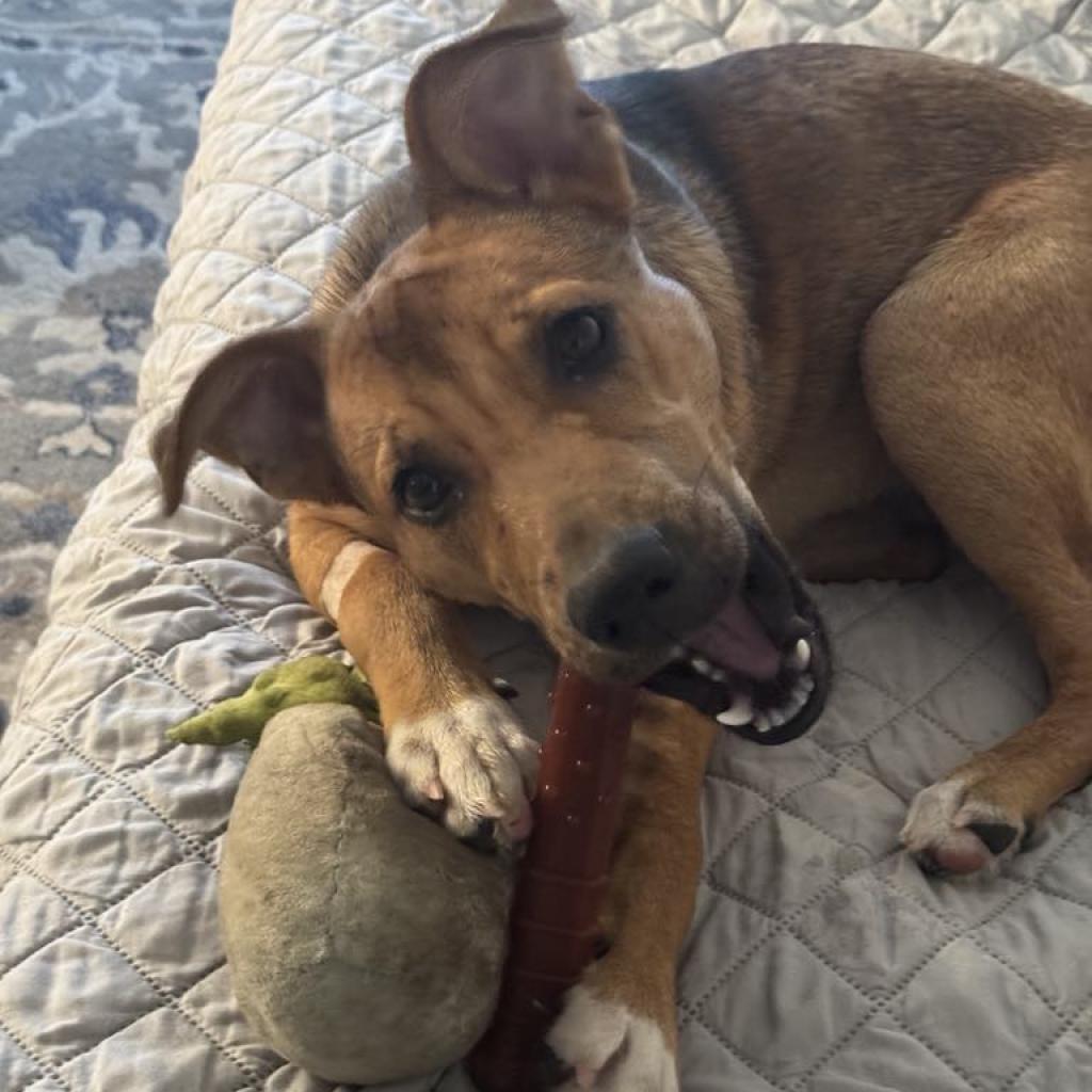 Enlarge Flash, a Adoptable mixed breed in Houston, TX image 4/6