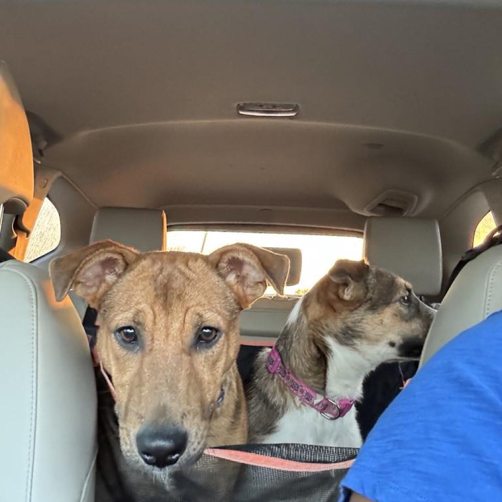 Enlarge Flash, a Adoptable mixed breed in Houston, TX image 5/6