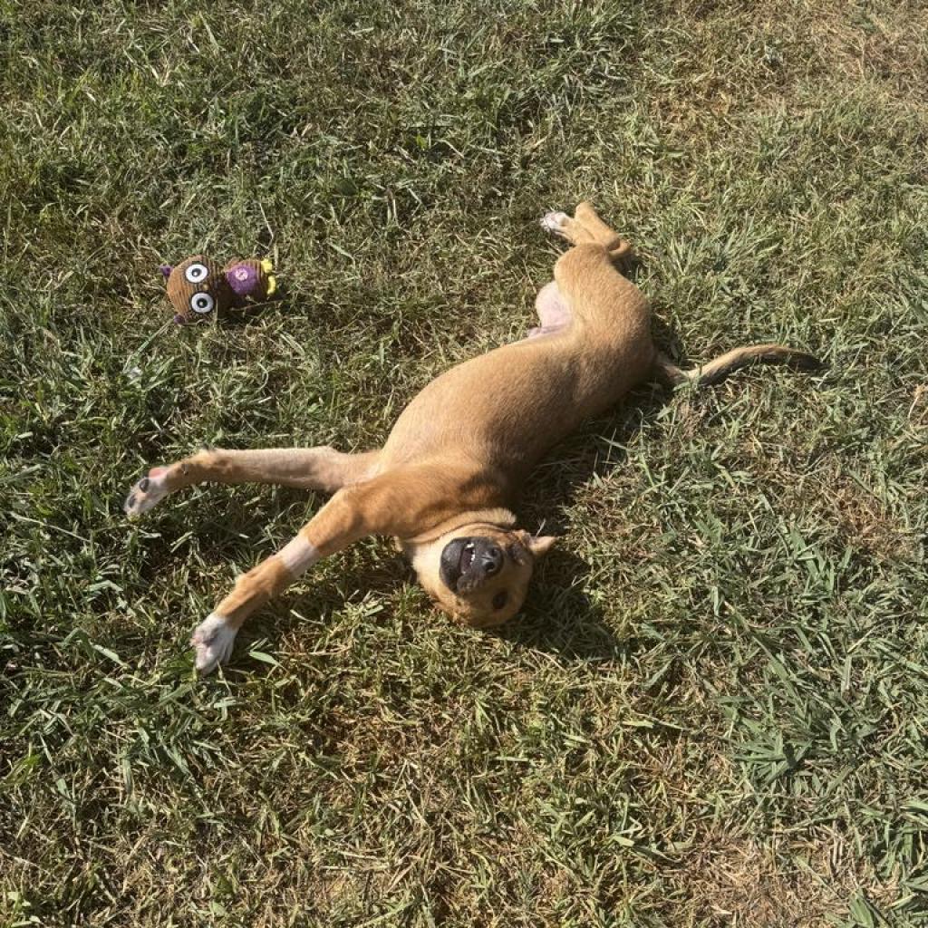 Enlarge Flash, a Adoptable mixed breed in Houston, TX image 6/6