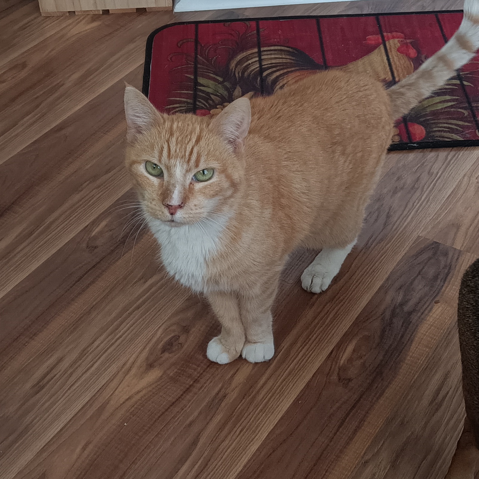 Cat for adoption Tabor, a Domestic Short Hair in Charleston, SC