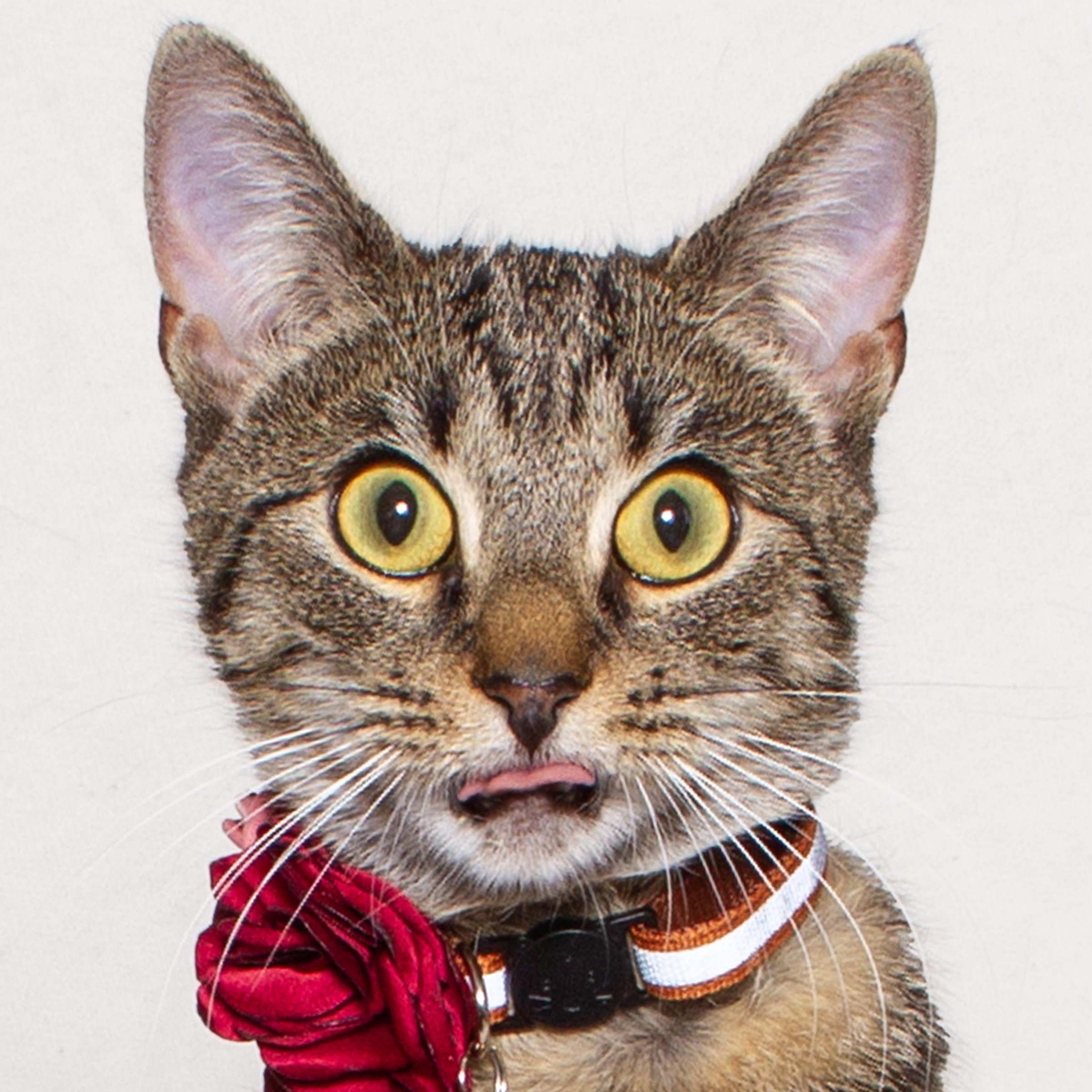 Lily, Adoptable, Kitten Female Domestic Short Hair.