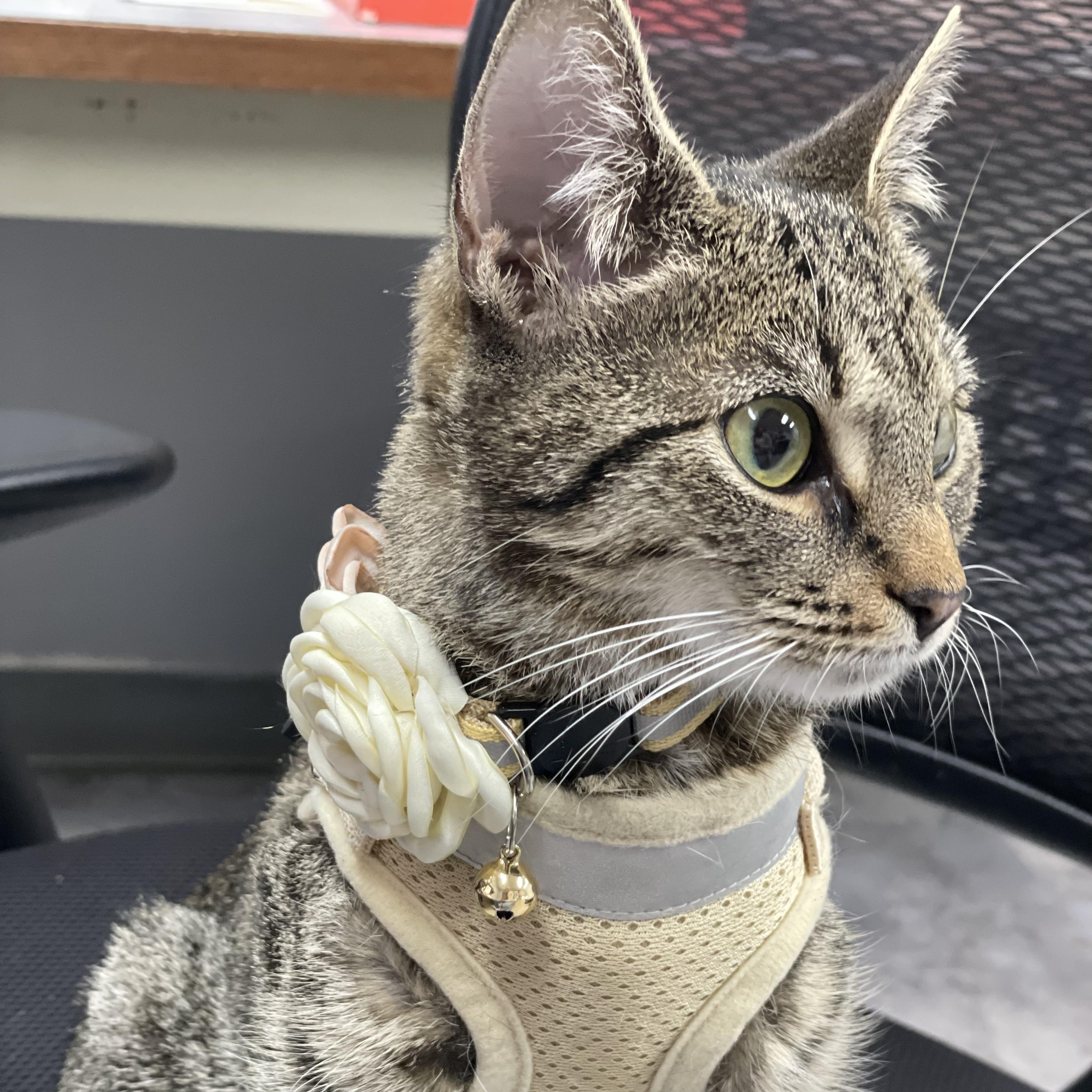 Enlarge Lily, a Adoptable Domestic Short Hair in Weehawken, NJ image 3/5