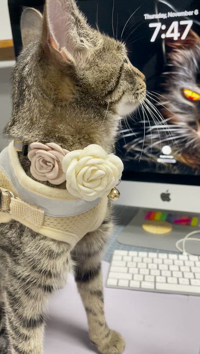 Enlarge Lily, a Adoptable Domestic Short Hair in Weehawken, NJ video 5/5