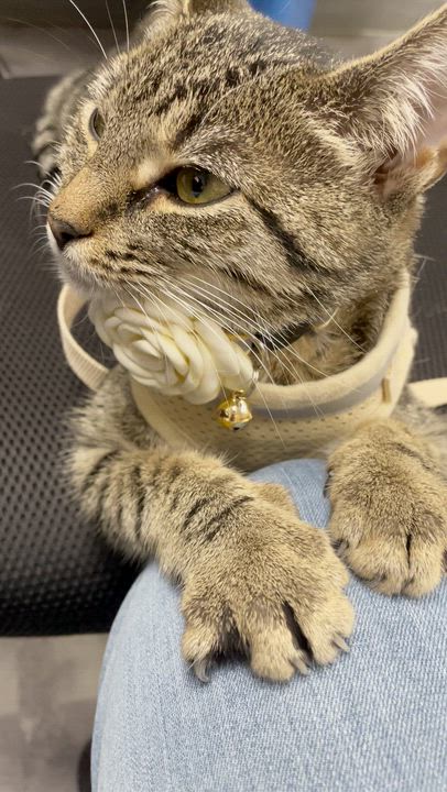 Enlarge Lily, a Adoptable Domestic Short Hair in Weehawken, NJ video 4/5