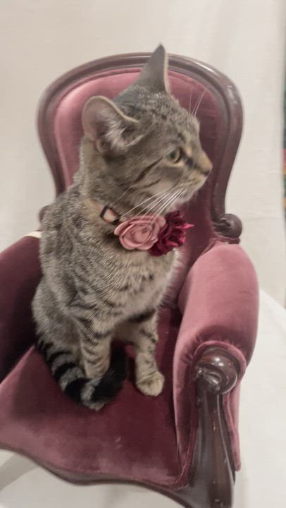 Enlarge Lily, a Adoptable Domestic Short Hair in Weehawken, NJ video 2/5