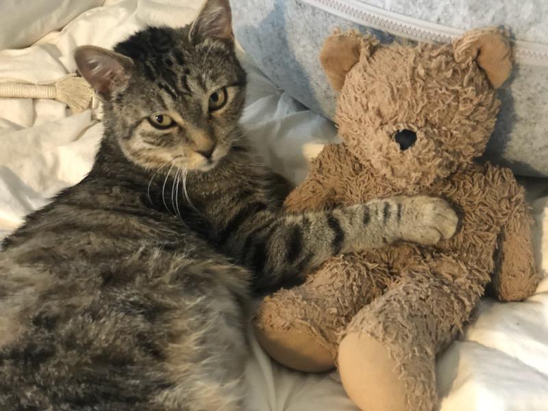 Enlarge Petunia, a Adoptable Domestic Short Hair in Tustin, CA image 3/5