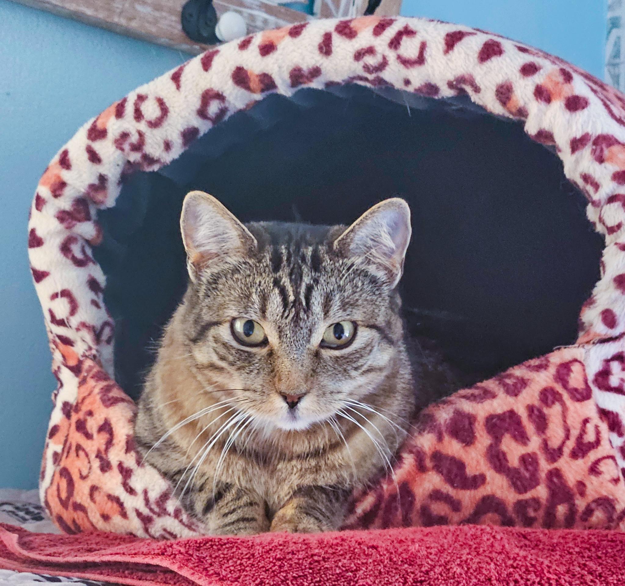 Petunia, Adoptable, Adult Female Domestic Short Hair.