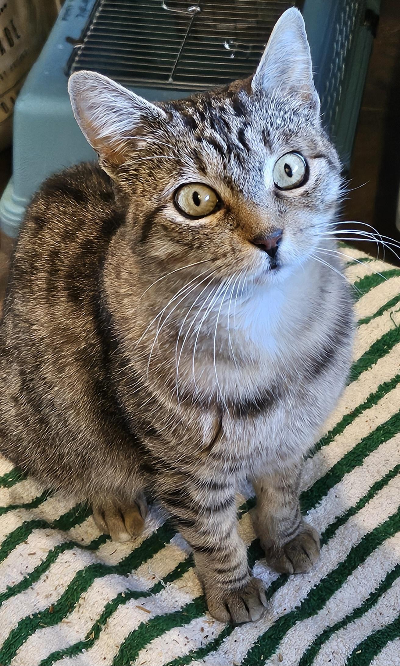 Enlarge Petunia, a Adoptable Domestic Short Hair in Tustin, CA image 2/5