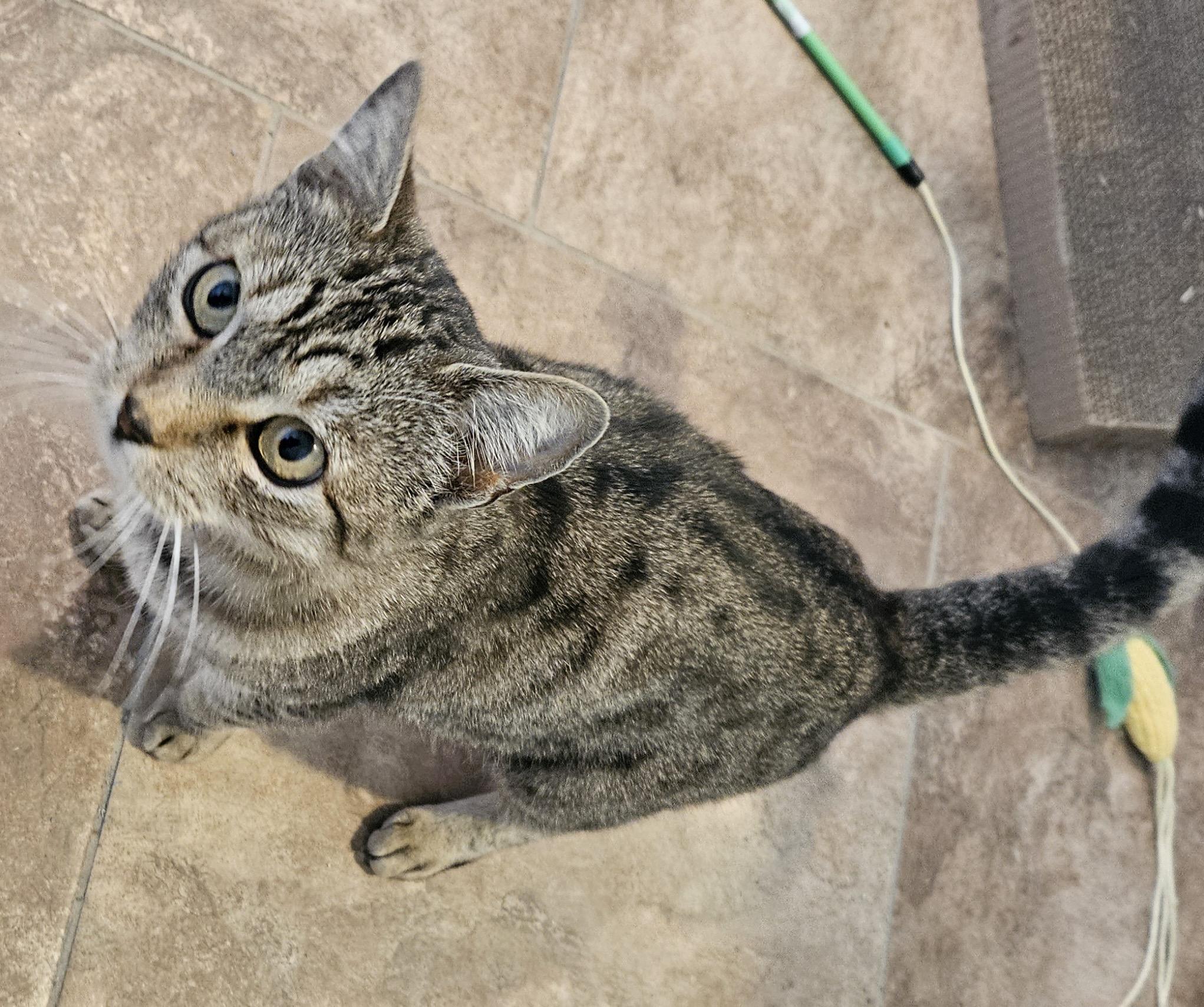 Enlarge Petunia, a Adoptable Domestic Short Hair in Tustin, CA image 5/5