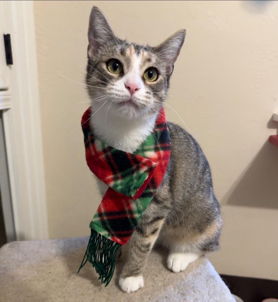 Enlarge BeBe, a Adoptable mixed breed in Cambria, CA image 1/6