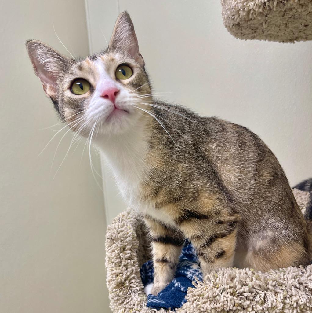 Enlarge BeBe, a Adoptable mixed breed in Cambria, CA image 2/6