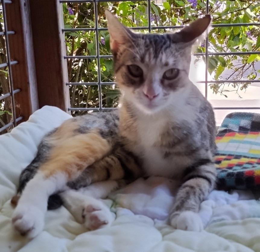 Enlarge BeBe, a Adoptable mixed breed in Cambria, CA image 3/6