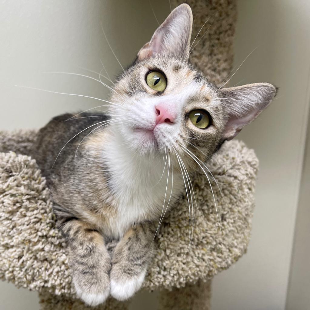 Enlarge BeBe, a Adoptable mixed breed in Cambria, CA image 4/6