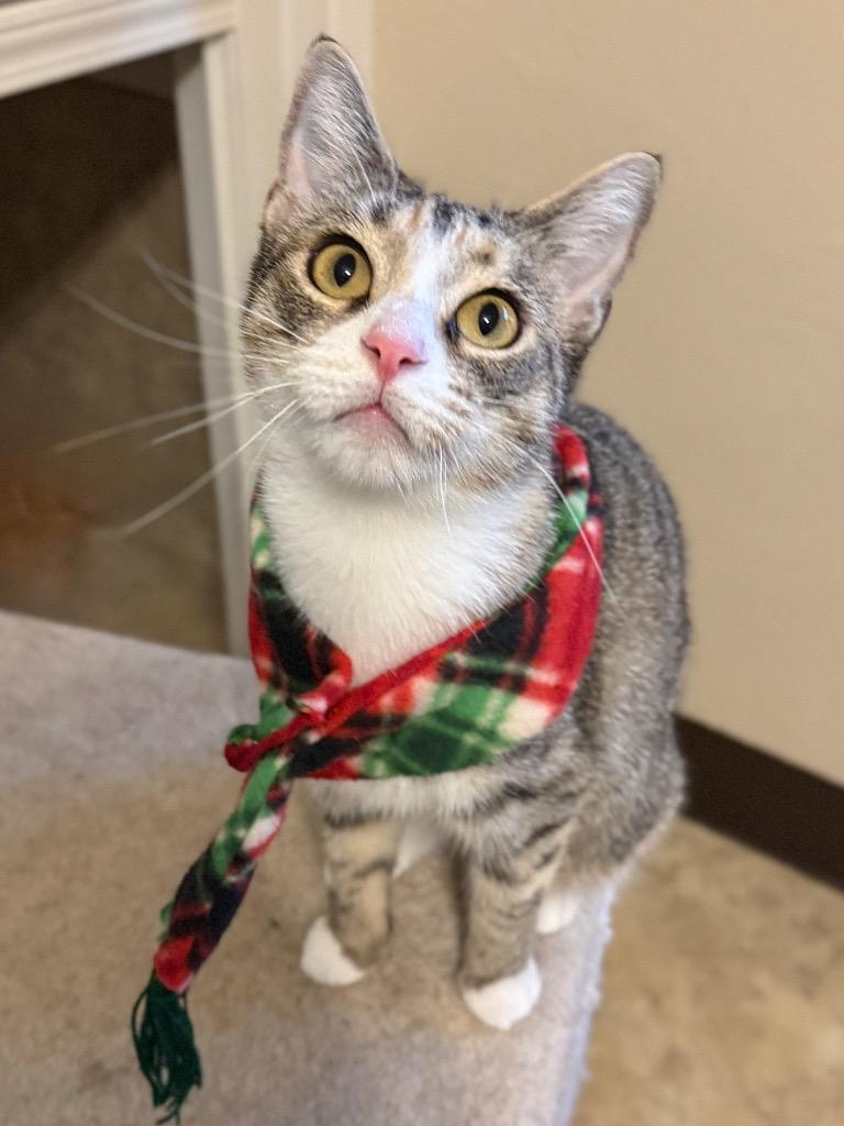 Enlarge BeBe, a Adoptable mixed breed in Cambria, CA image 5/6