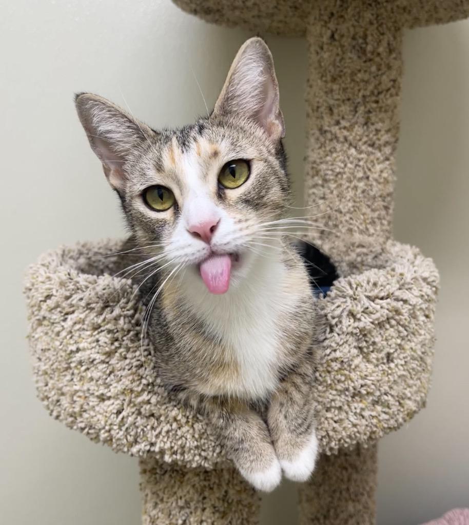 Enlarge BeBe, a Adoptable mixed breed in Cambria, CA image 6/6