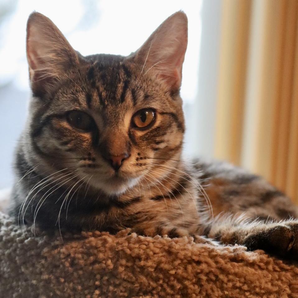 Enlarge Caterina (bonded with Carmine), a Adoptable Domestic Short Hair in Wilsonville, OR image 1/6