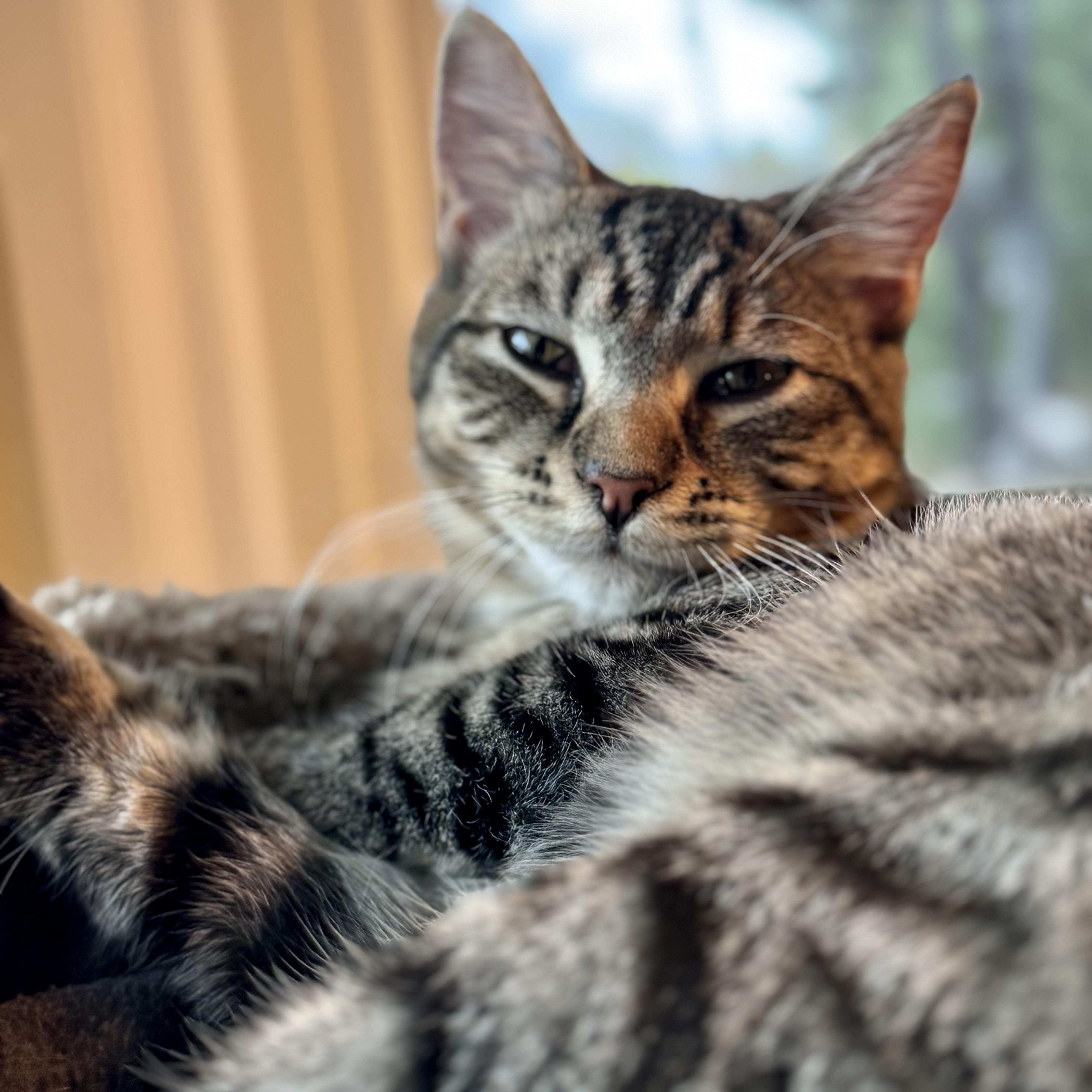 Enlarge Caterina (bonded with Carmine), a Adoptable Domestic Short Hair in Wilsonville, OR image 2/6