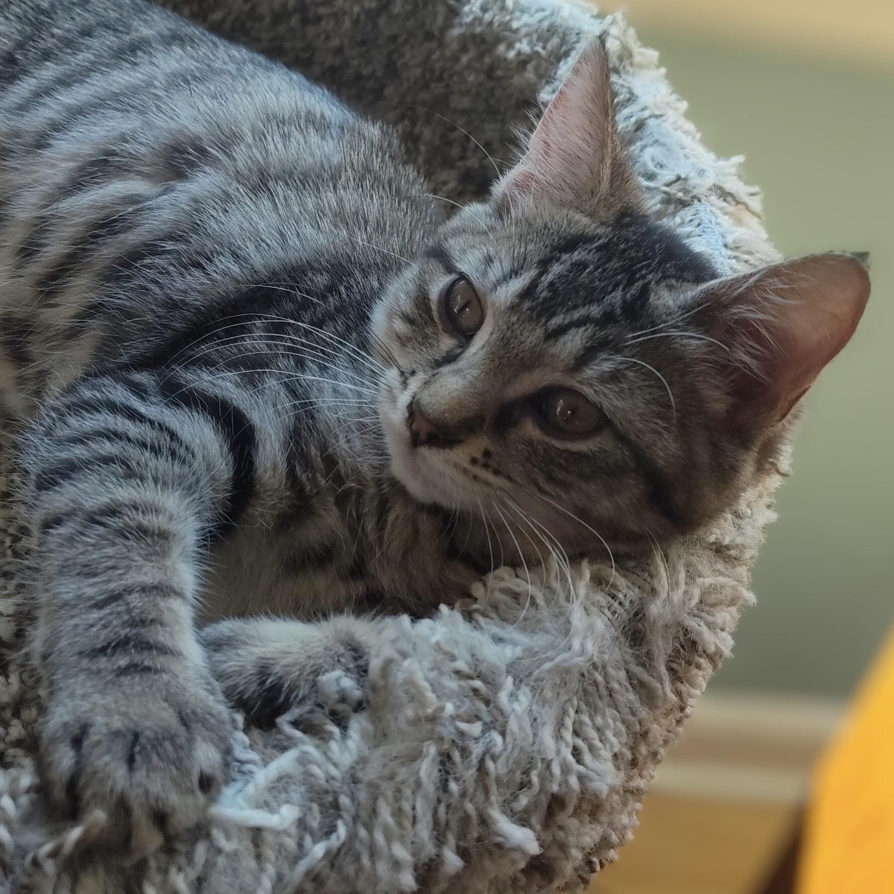 Enlarge Caterina (bonded with Carmine), a Adoptable Domestic Short Hair in Wilsonville, OR image 3/6