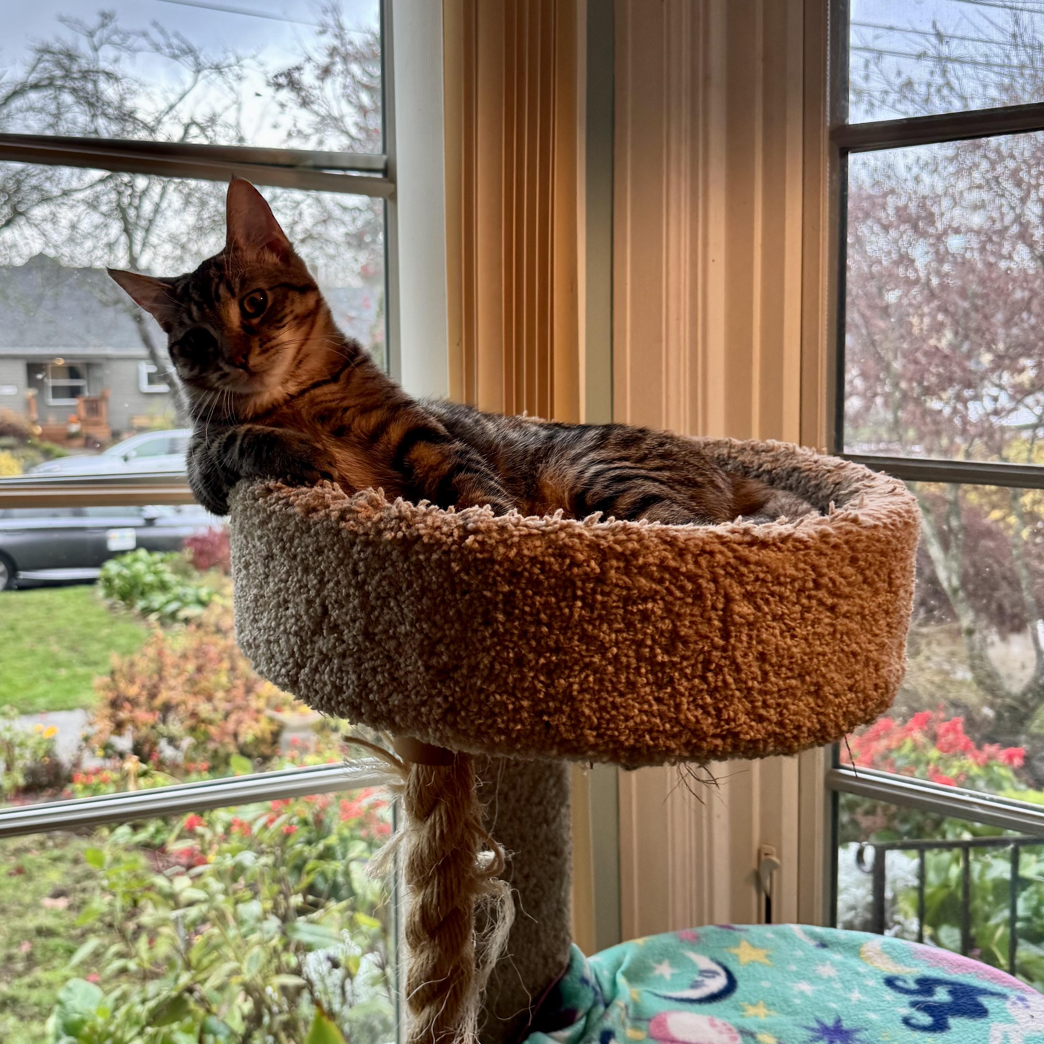 Enlarge Caterina (bonded with Carmine), a Adoptable Domestic Short Hair in Wilsonville, OR image 4/6