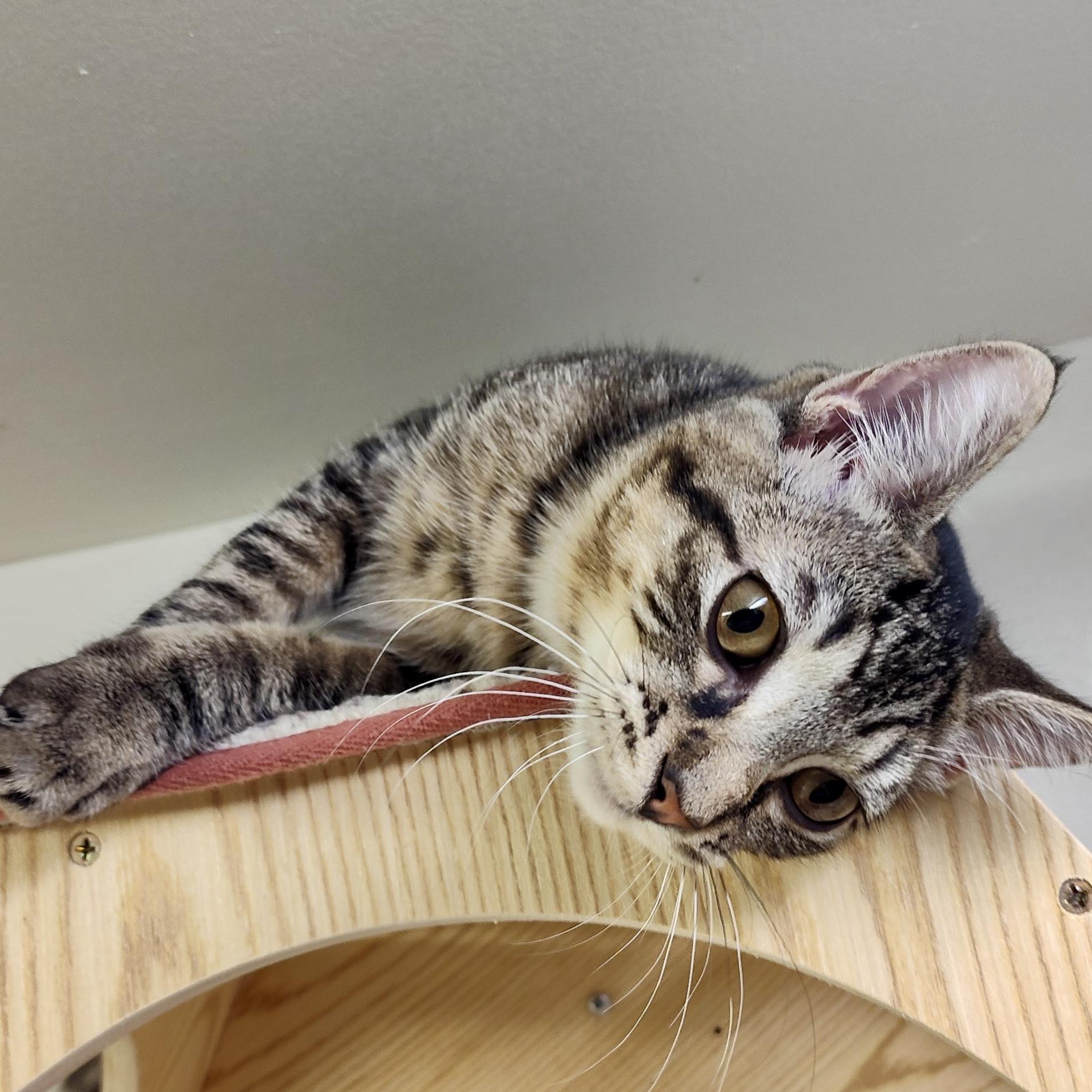 Enlarge Caterina (bonded with Carmine), a Adoptable Domestic Short Hair in Wilsonville, OR image 5/6