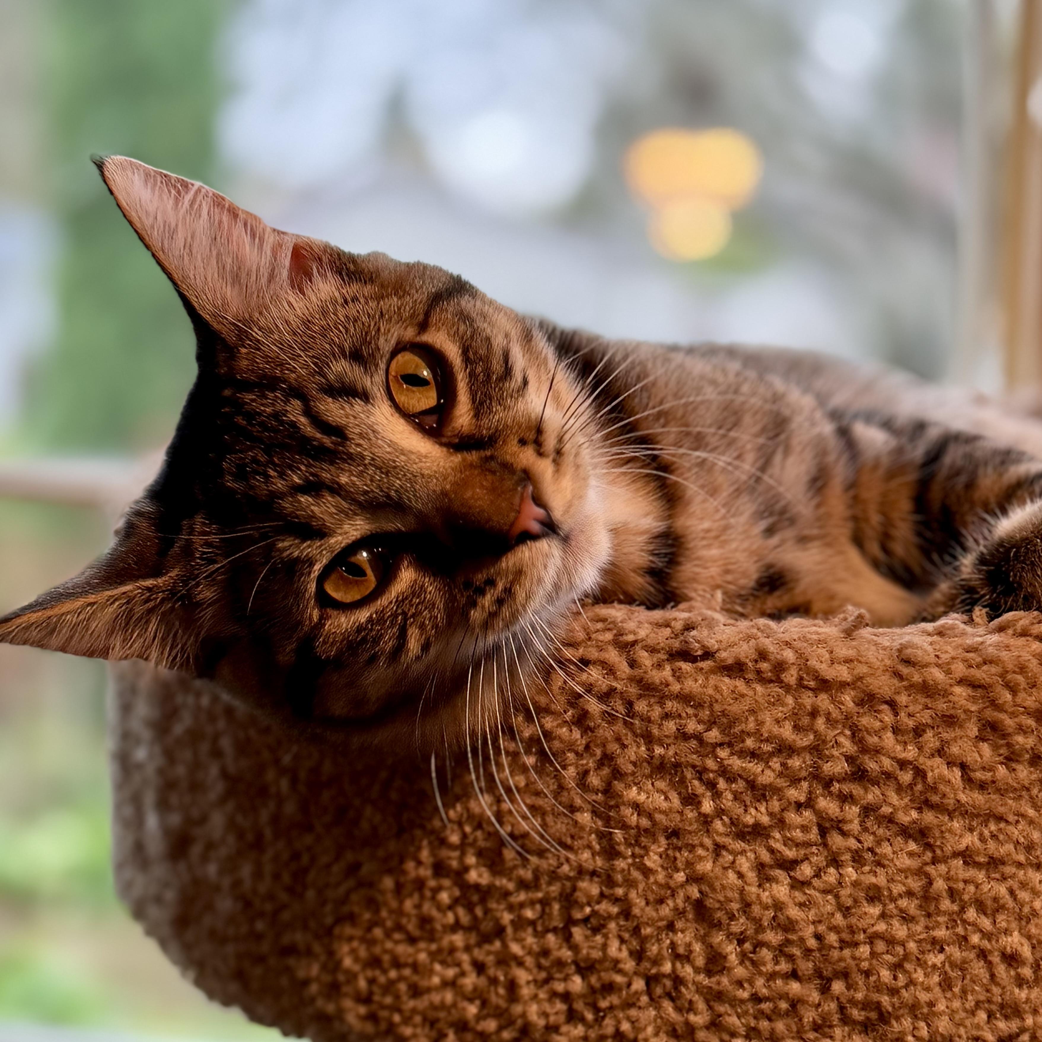 Enlarge Caterina (bonded with Carmine), a Adoptable Domestic Short Hair in Wilsonville, OR image 6/6
