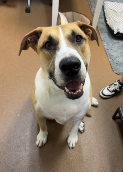 Simon, Adoptable, Adult Male Boxer & Mixed Breed.