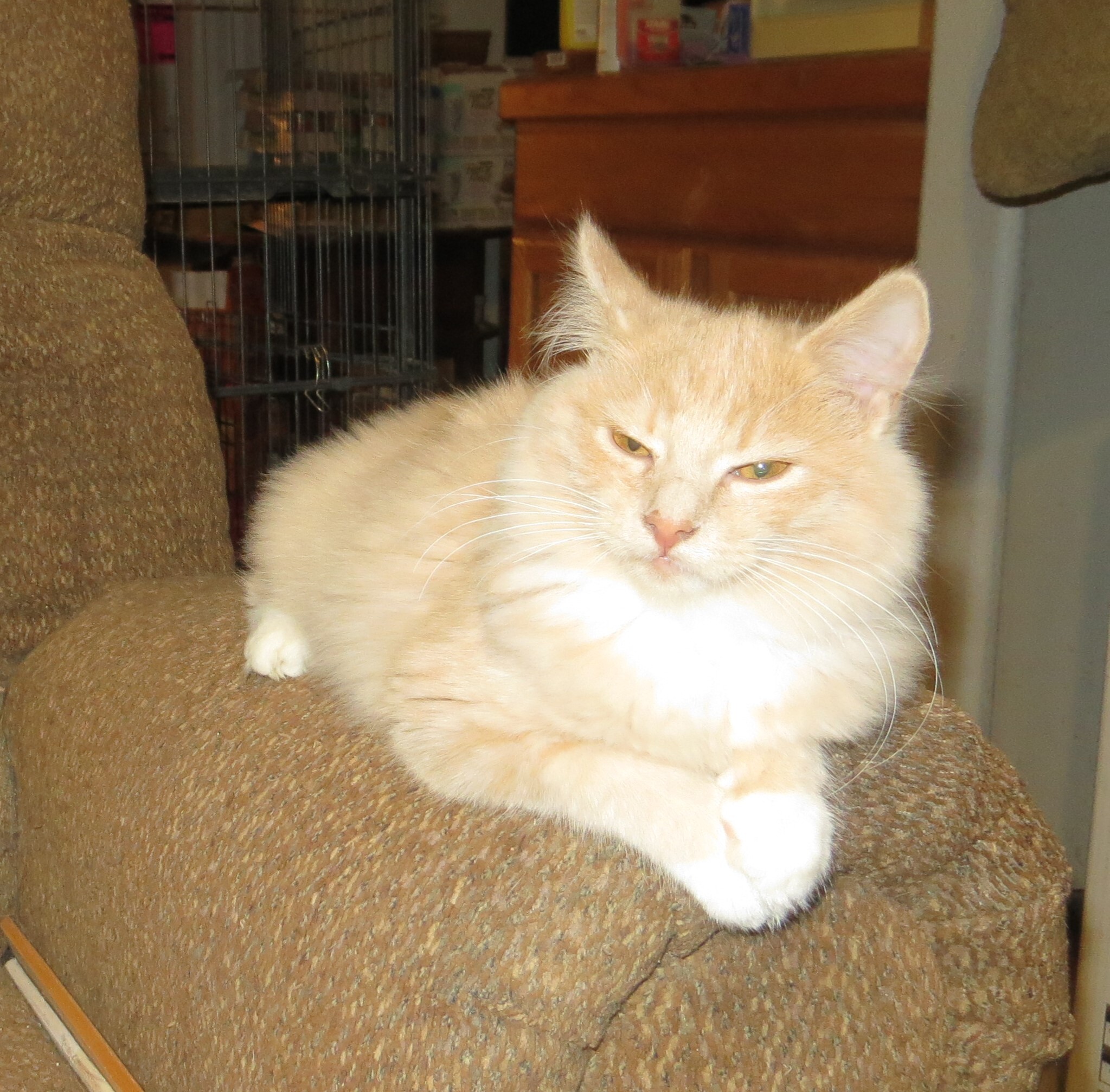 Aphrodite, Adoptable, Young Female Turkish Angora.