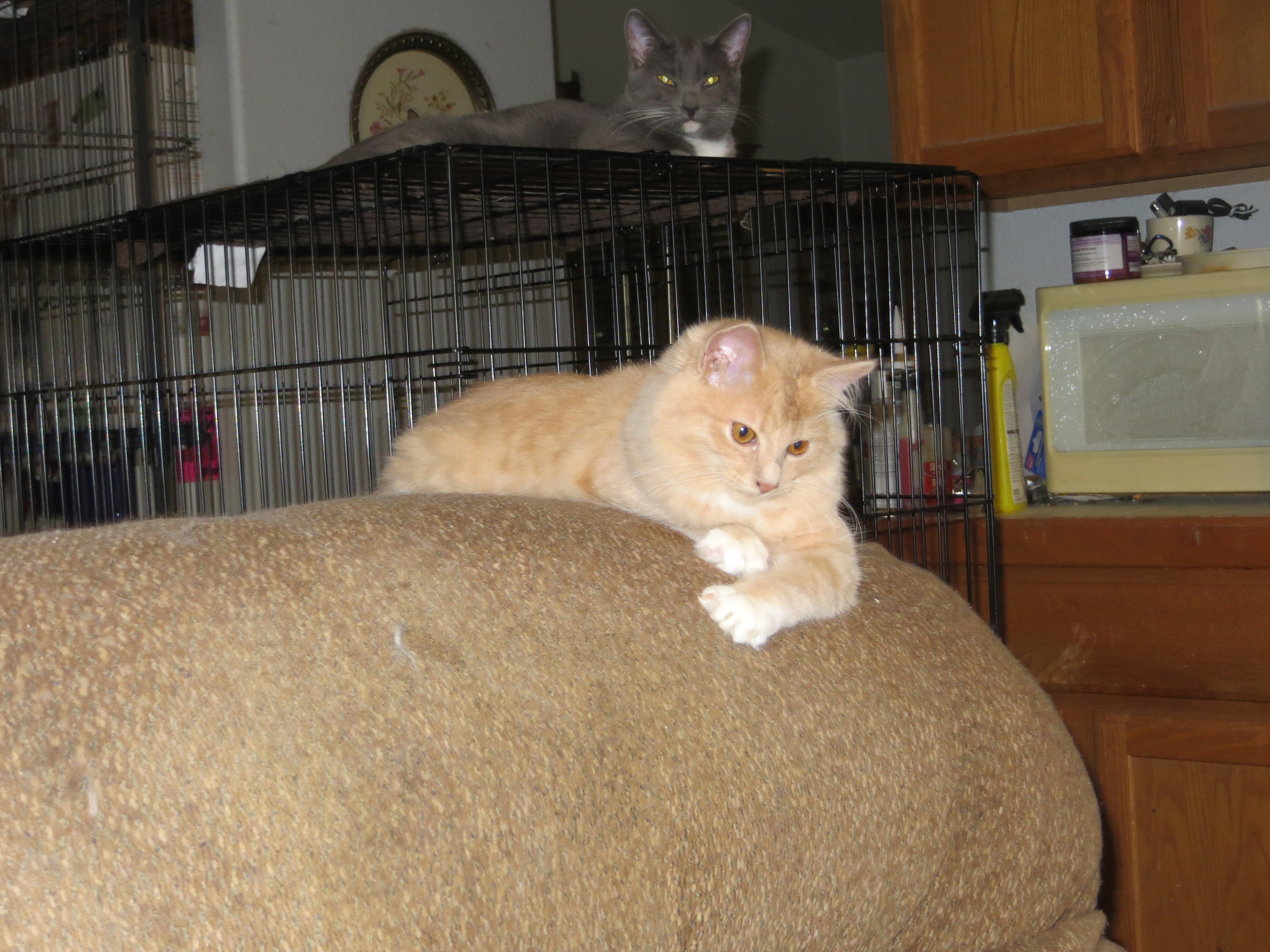 Enlarge Aphrodite, a Adoptable Turkish Angora in Cottonwood, CA image 2/12