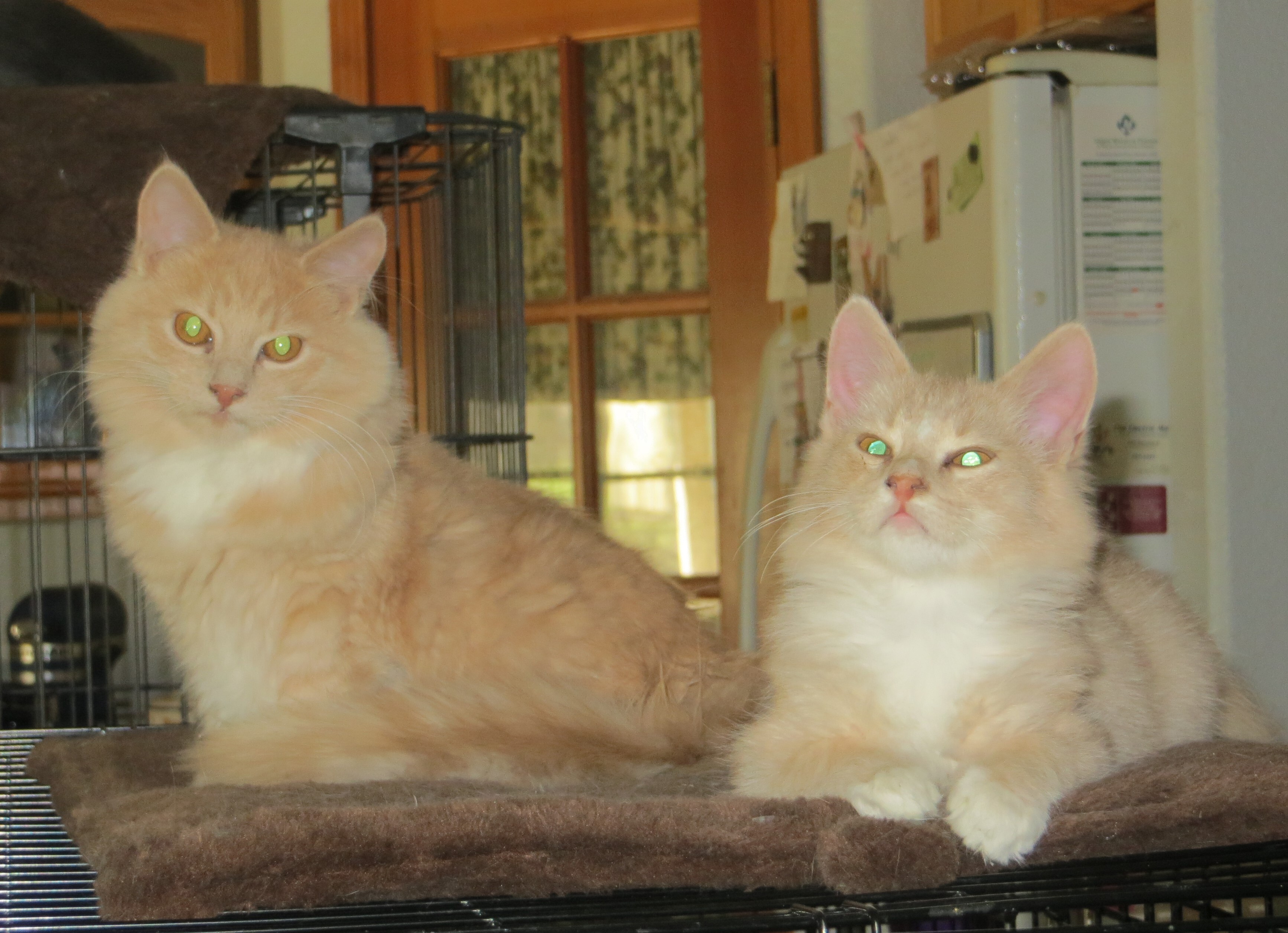 Enlarge Aphrodite, a Adoptable Turkish Angora in Cottonwood, CA image 3/12