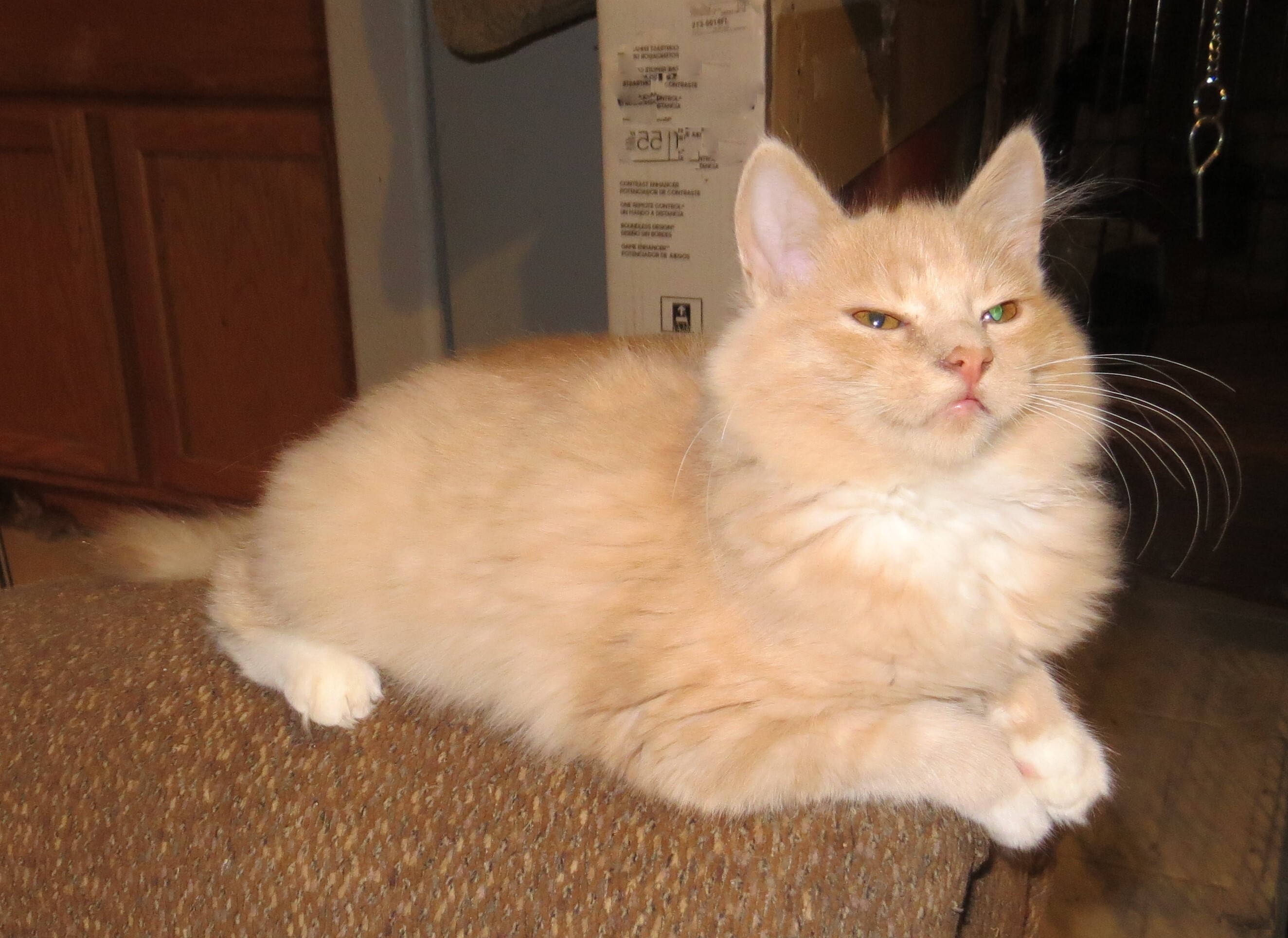 Enlarge Aphrodite, a Adoptable Turkish Angora in Cottonwood, CA image 4/12